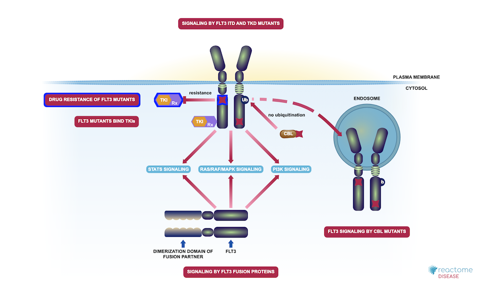 FLT3 Signaling