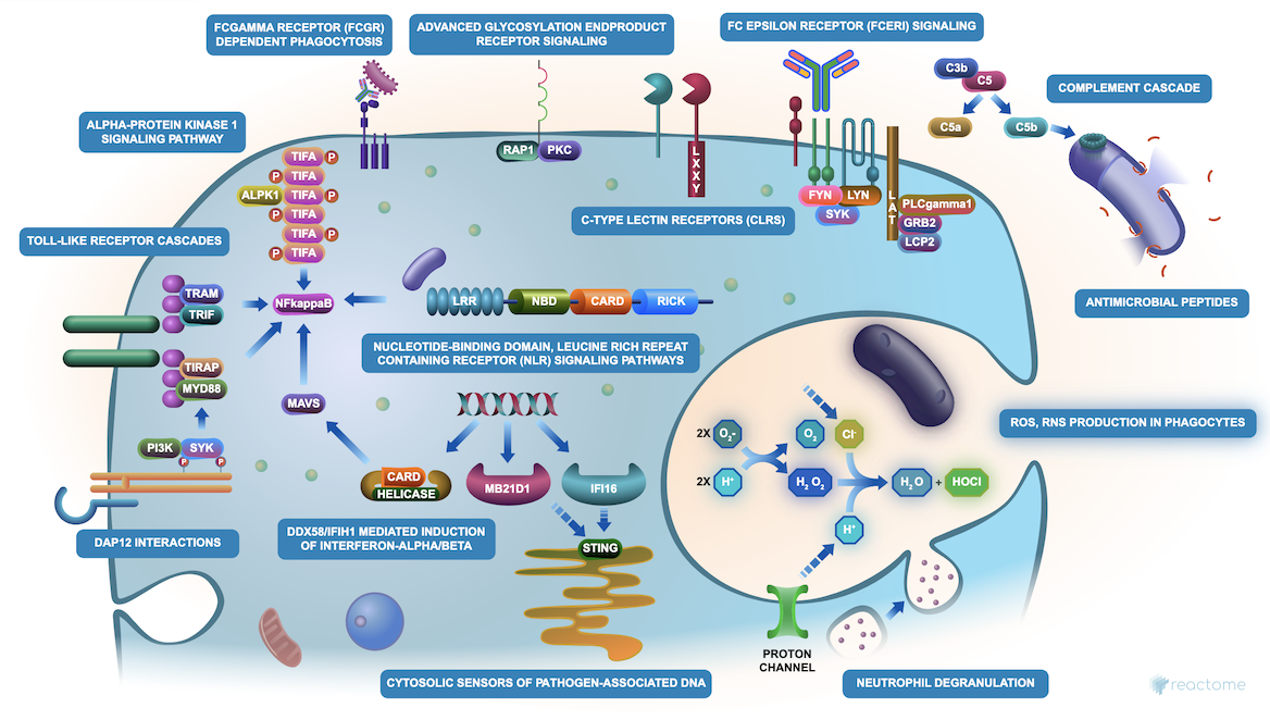 Innate Immune System