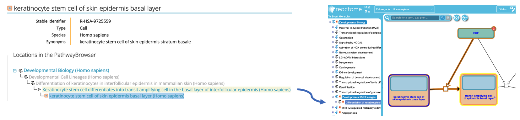Figure 3B. expanded view of the Cell location in the Pathway Browser B .