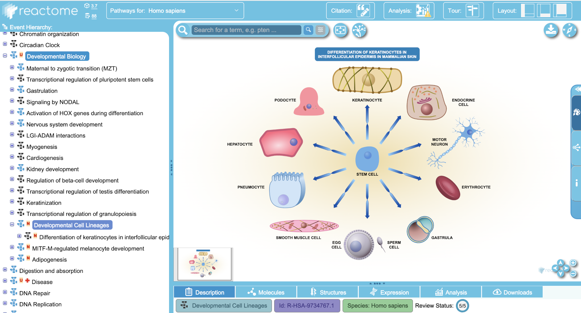 Figure 7. Pathway browser view of Developmental Cell Lineages subpathway