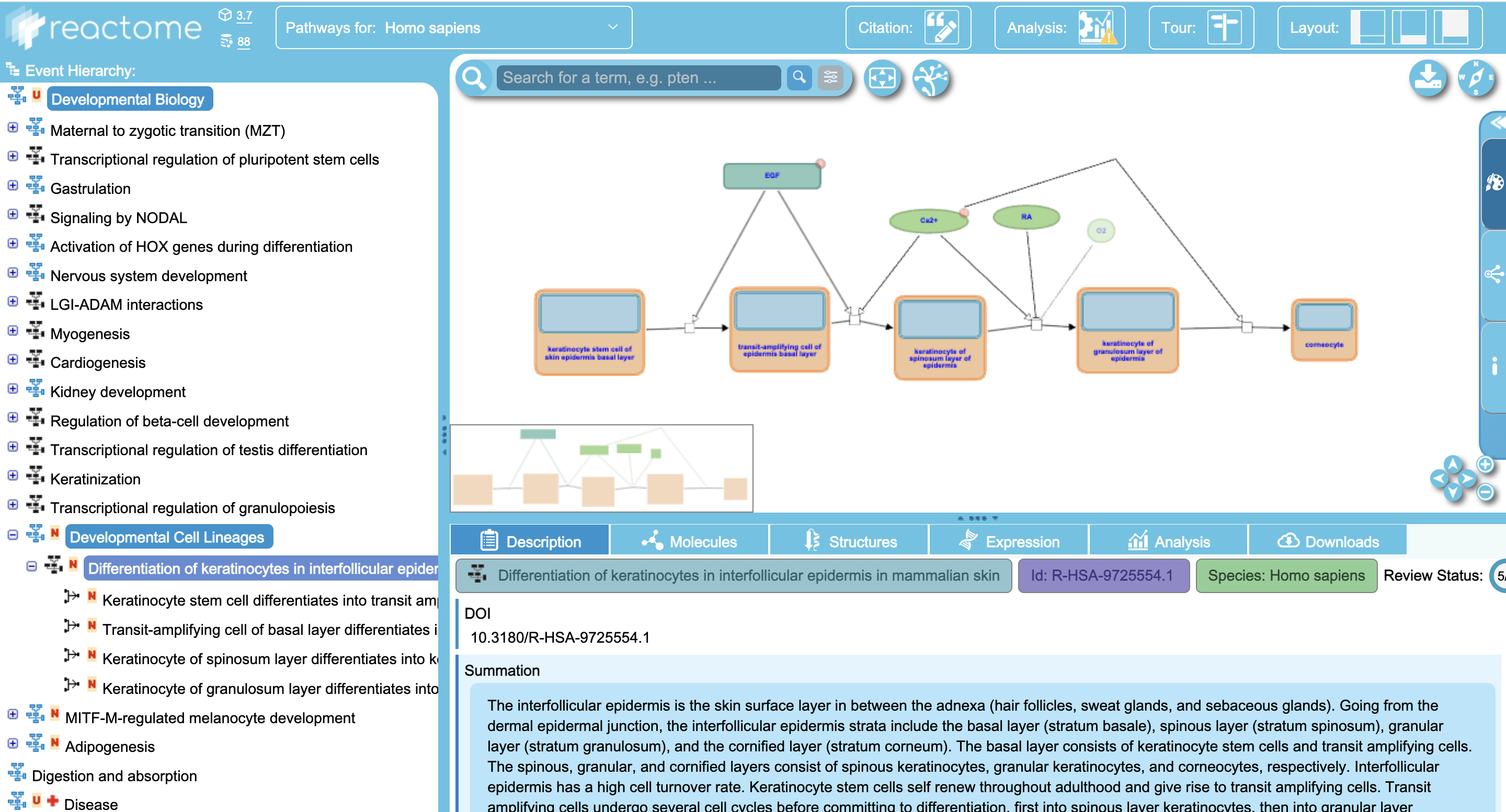 Figure 8. Selecting a Cell Lineage Path from the pathway hierarchy