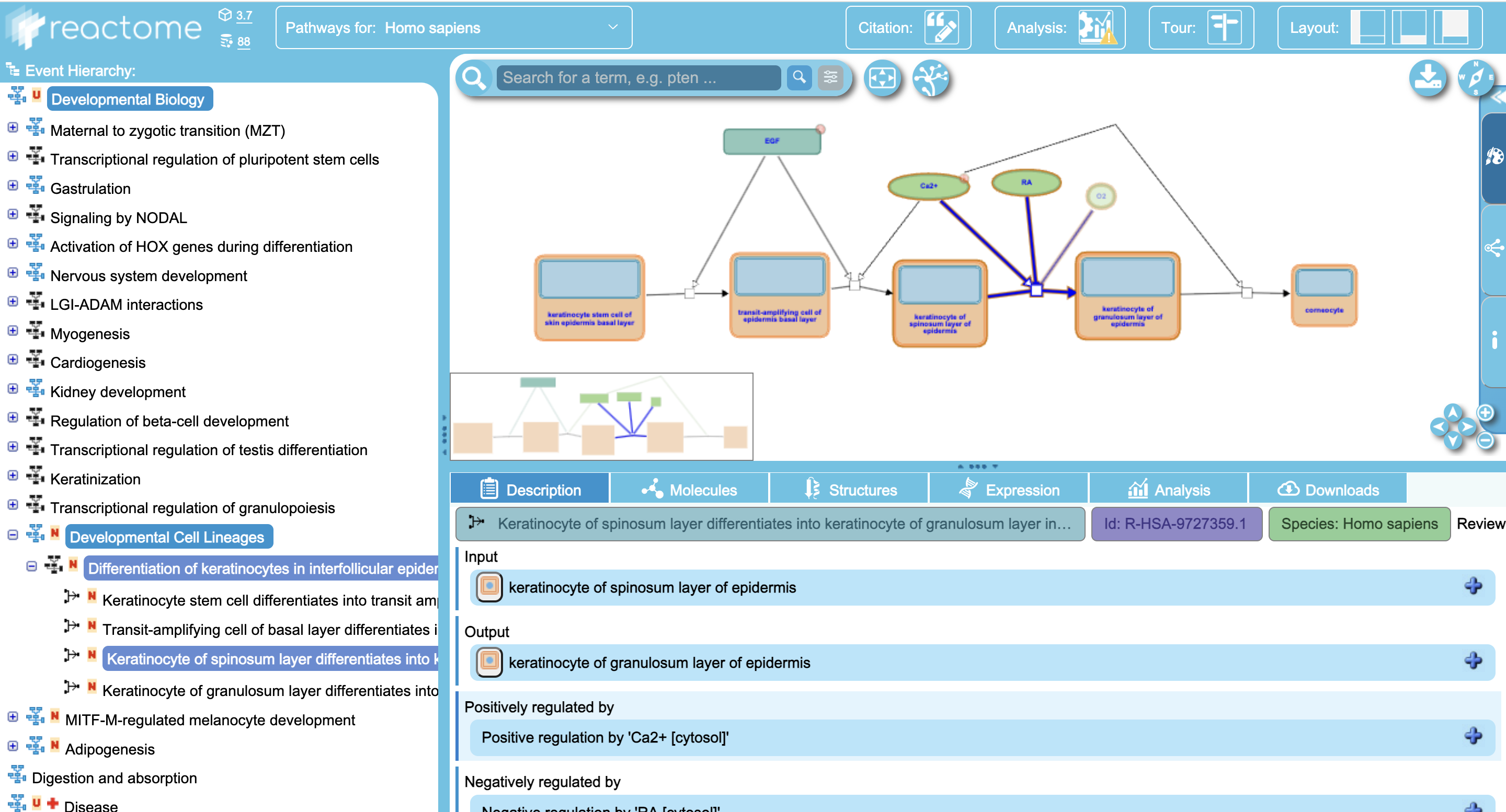 Figure 9. Selecting a Cell Development Step