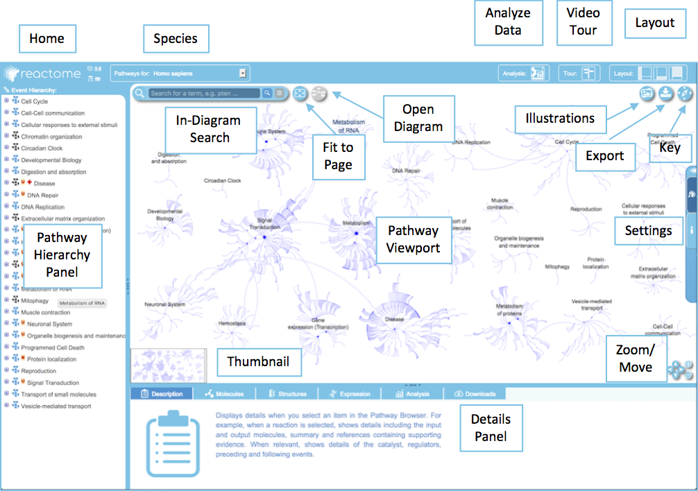 pathway browser labelled